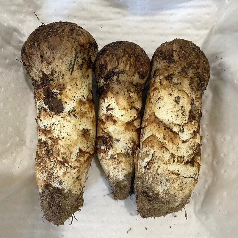 吉迪松茸